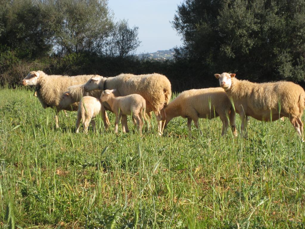 Finca Sa Cova Vella Manacor  Eksteriør billede